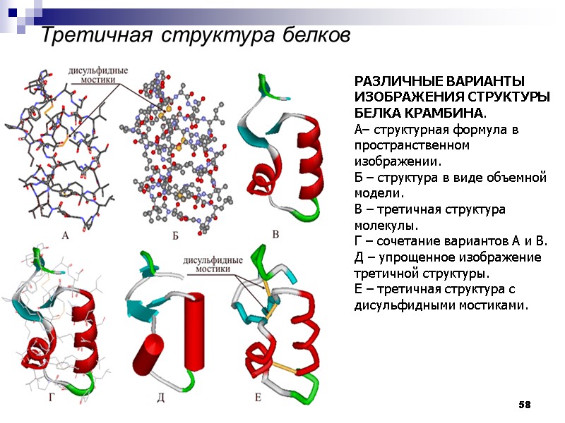 58   Третичная структура белков  РАЗЛИЧНЫЕ ВАРИАНТЫ ИЗОБРАЖЕНИЯ СТРУКТУРЫ БЕЛКА КРАМБИНА. 